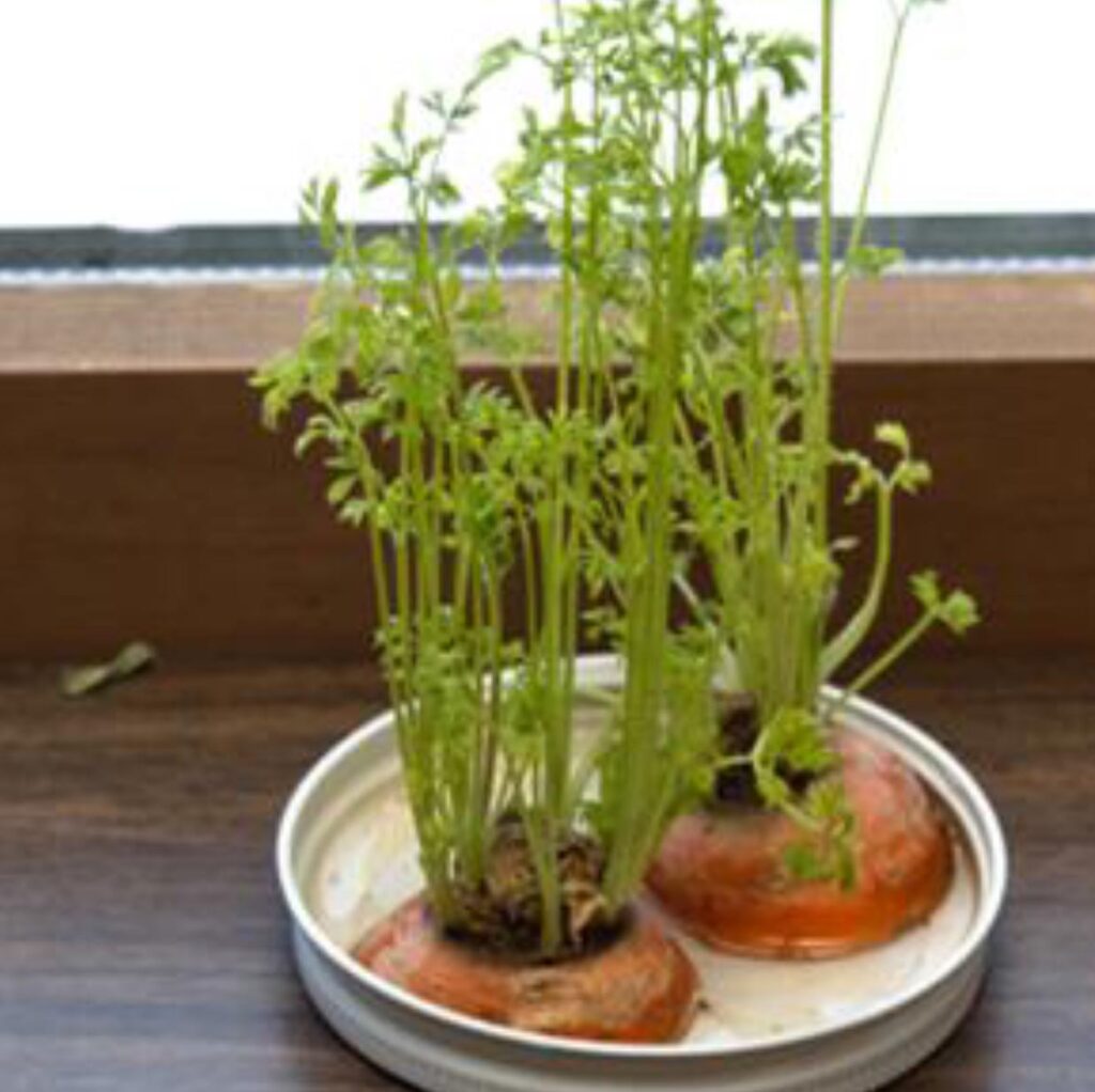 Carrot Sprouts