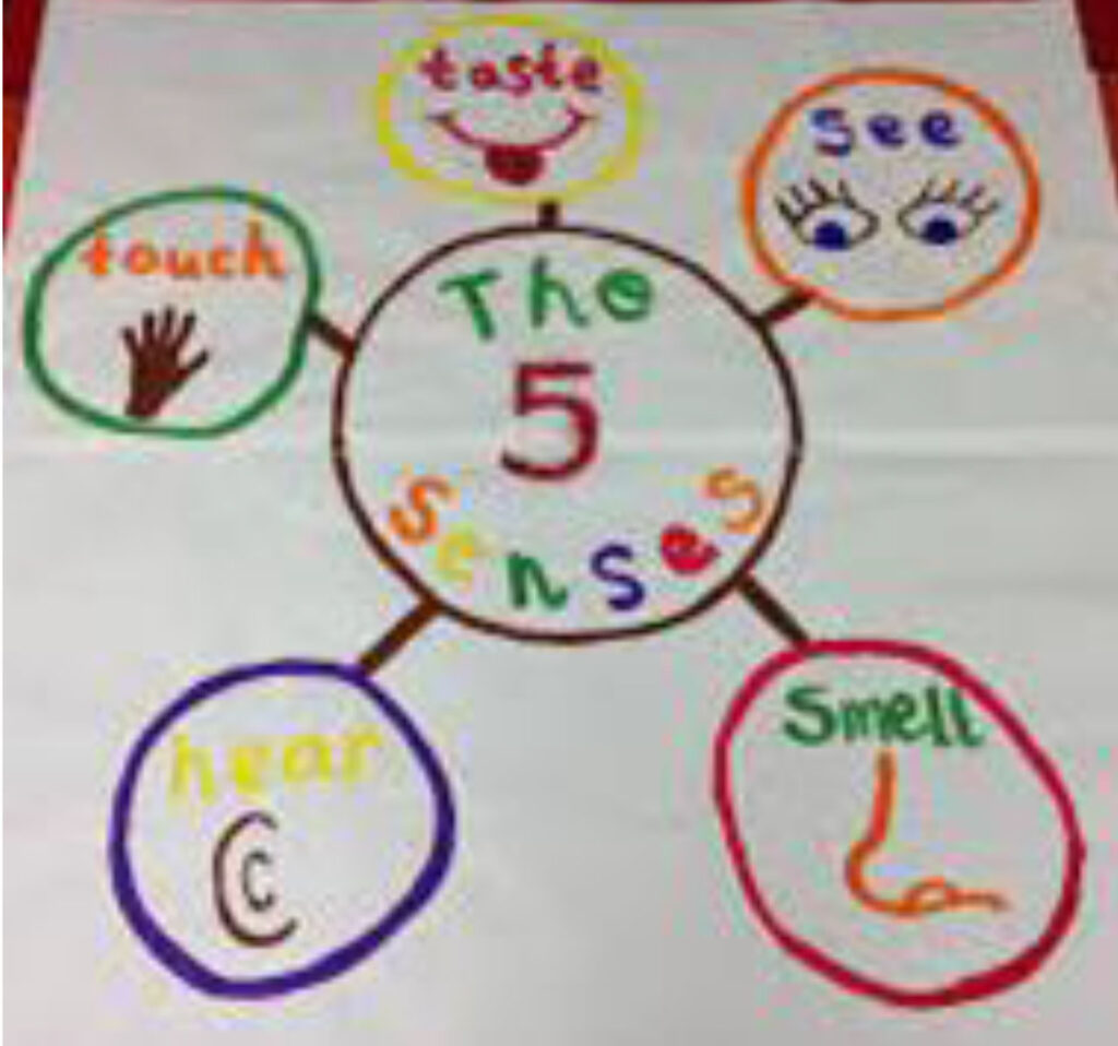 The 5 Senses