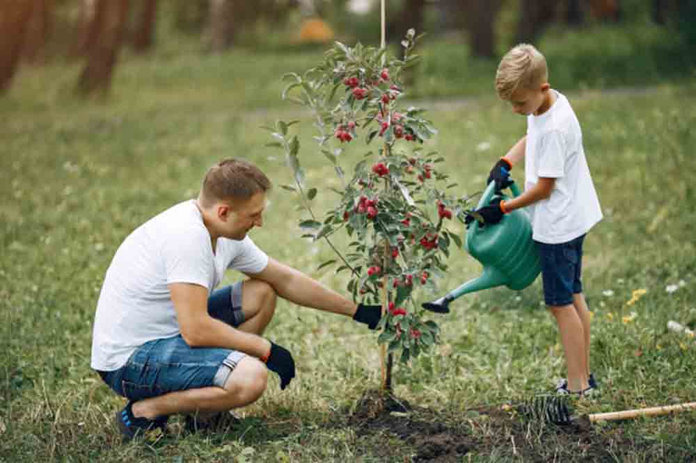 Father with little son are planting tree yard