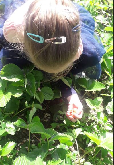 Katarina's first strawberries