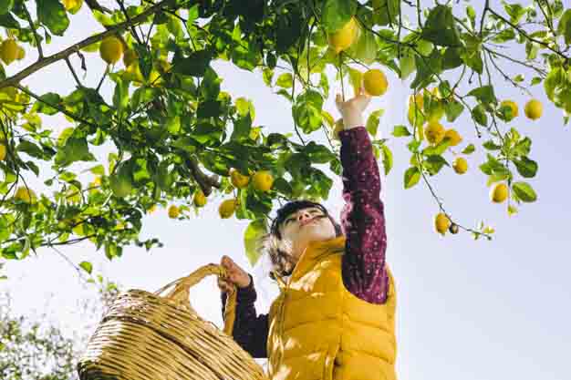 The girl with basket picks a lemons